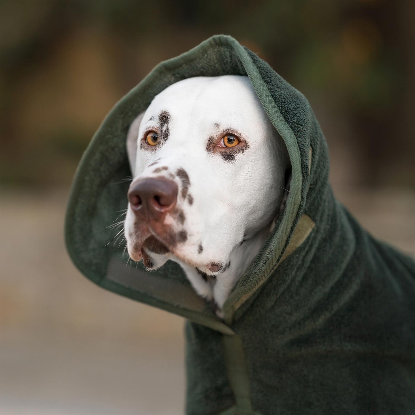 Introducing the ultimate bamboo dog drying coat in beautiful fir green, made from luxurious bamboo to aid sensitive skin featuring adjustable Velcro neck and waist fastening with super absorbent material for easy pet drying! Available now at Lords & Labradors US, In five sizes and four colors to suit all breeds!