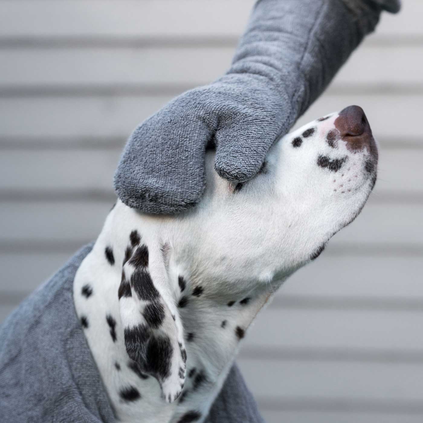 Introducing the ultimate bamboo dog drying mitts in beautiful grey Gun Metal, made from luxurious bamboo to aid sensitive skin featuring universal size to fit all with super absorbent material for easy pet drying! The perfect dog drying gloves, available now at Lords & Labradors US, In four colors!
