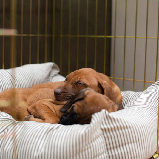Luxury Gold Dog Cage With Cozy & Calm Puppy Cage Dog Bed, In Regency Stripe. The Perfect Dog Crate For The Ultimate Naptime, Available Now at Lords & Labradors US