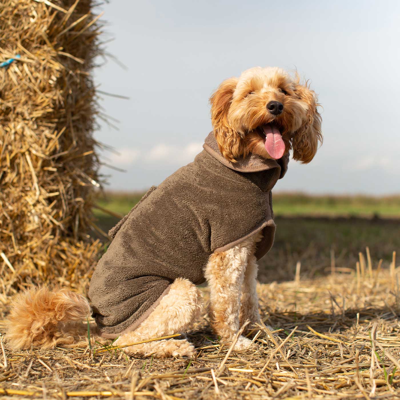 Discover the perfect dog drying with our bamboo dog drying coat in Mole (Brown) The ideal choice for pet drying after walking and bath-time. Made using luxurious bamboo to aid sensitive skin! Available to personalize now at Lords & Labradors US, in 5 sizes and 4 beautiful colors!