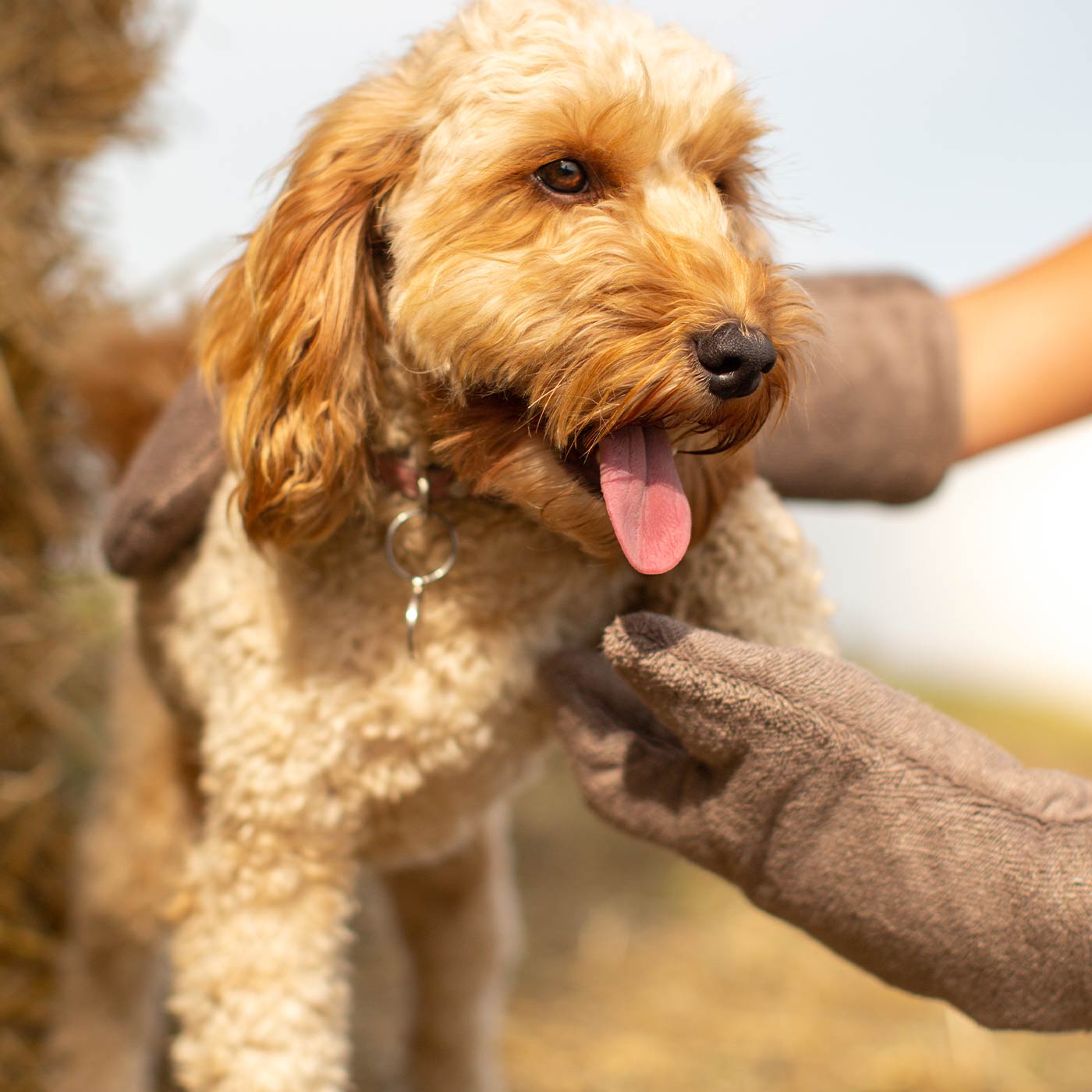 Introducing the ultimate bamboo dog drying mitts in beautiful Mole (Brown), made from luxurious bamboo to aid sensitive skin featuring universal size to fit all with super absorbent material for easy pet drying! The perfect dog drying gloves, available now at Lords & Labradors US, In four colors!