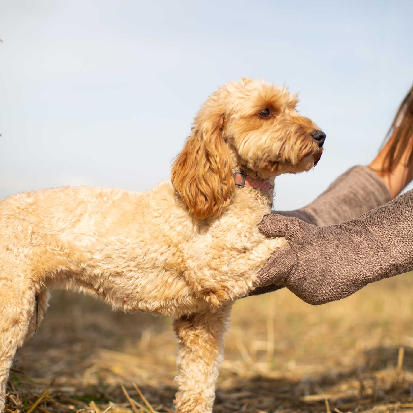 Introducing the ultimate bamboo dog drying mitts in beautiful Mole (Brown), made from luxurious bamboo to aid sensitive skin featuring universal size to fit all with super absorbent material for easy pet drying! The perfect dog drying gloves, available now at Lords & Labradors US, In four colors!