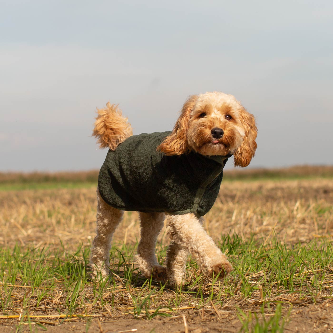 Introducing the ultimate bamboo dog drying coat in beautiful fir green, made from luxurious bamboo to aid sensitive skin featuring adjustable Velcro neck and waist fastening with super absorbent material for easy pet drying! Available now at Lords & Labradors US, In five sizes and four colors to suit all breeds!