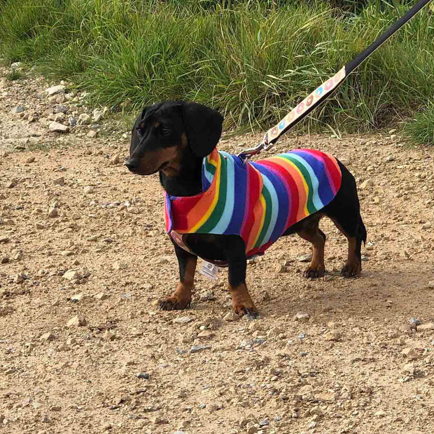 [color:rainbow] Accessorize Your Pet, With Our Stunning Dachshund Fleece, in Rainbow! Comes In five Size, And Totally Machine Washable, Available To Personalize Now at Lords & Labradors US
