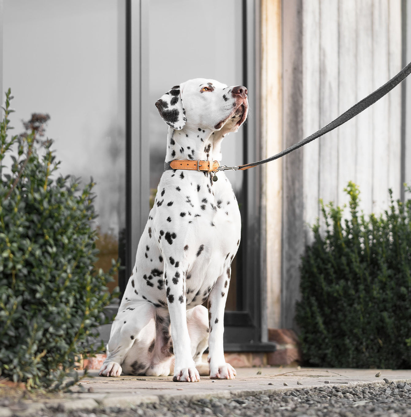 Discover dog walking luxury with our handcrafted Italian dog collar in beautiful graphite with woven dark grey fabric! The perfect collar for dogs available now at Lords & Labradors US