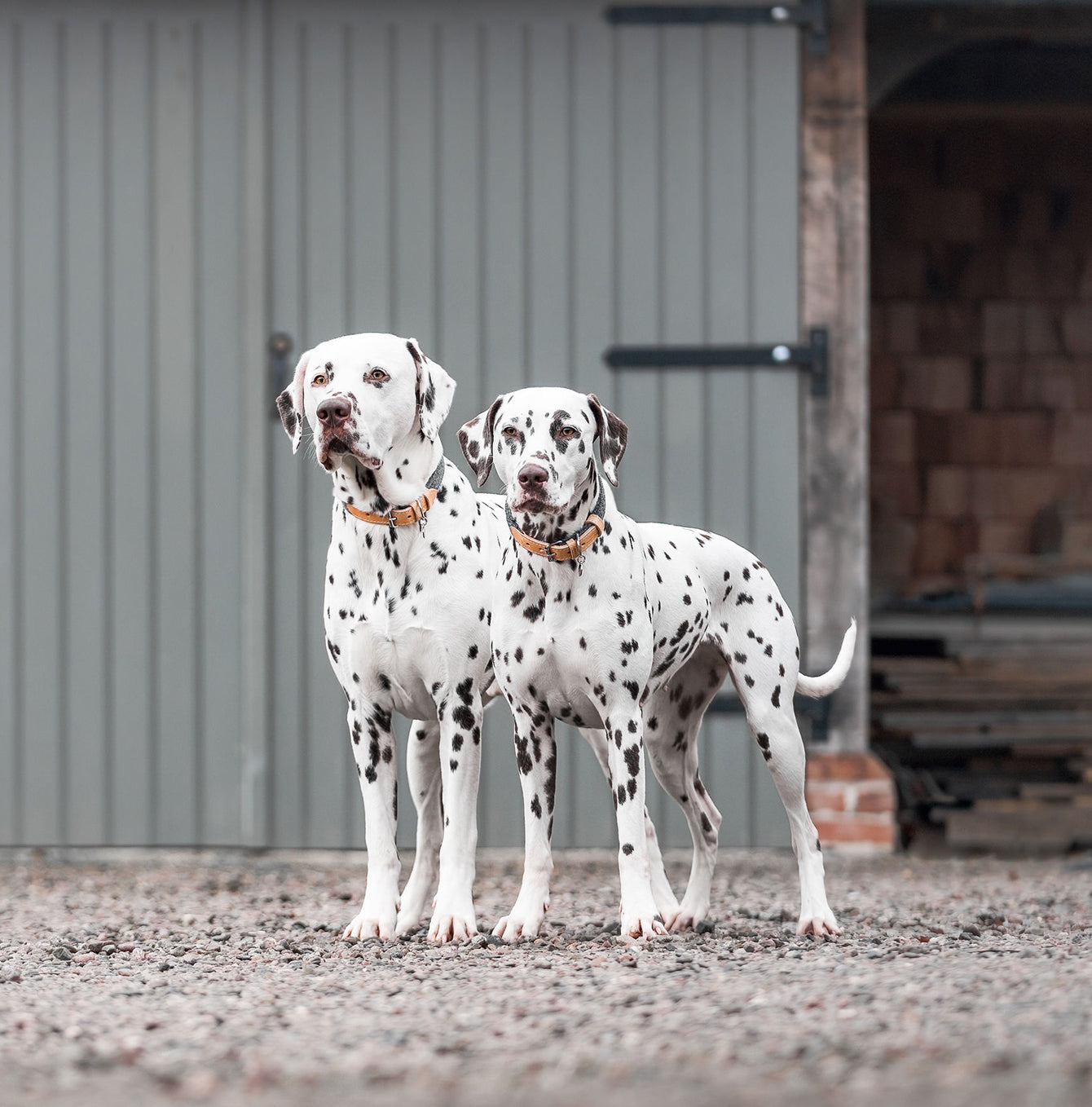 Discover dog walking luxury with our handcrafted Italian dog collar in beautiful graphite with woven dark grey fabric! The perfect collar for dogs available now at Lords & Labradors US
