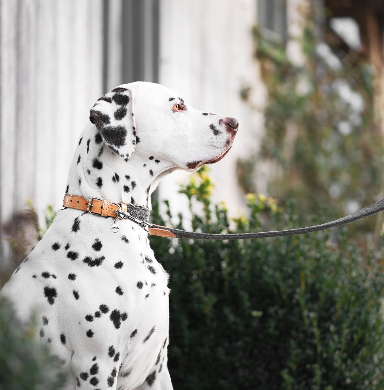 Discover dog walking luxury with our handcrafted Italian dog collar in beautiful graphite with woven dark grey fabric! The perfect collar for dogs available now at Lords & Labradors US