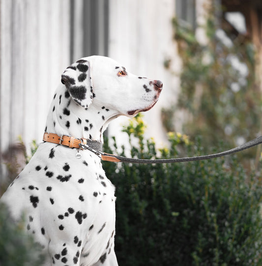 Discover dog walking luxury with our handcrafted Italian dog collar in beautiful graphite with woven dark grey fabric! The perfect collar for dogs available now at Lords & Labradors US