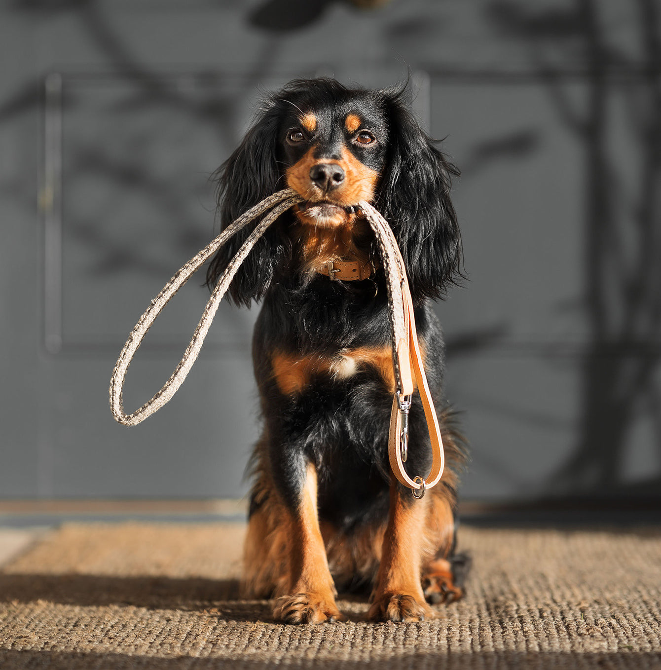 Discover dog walking luxury with our handcrafted Italian dog collar in beautiful pebble with woven grey fabric! The perfect collar for dogs available now at Lords & Labradors US