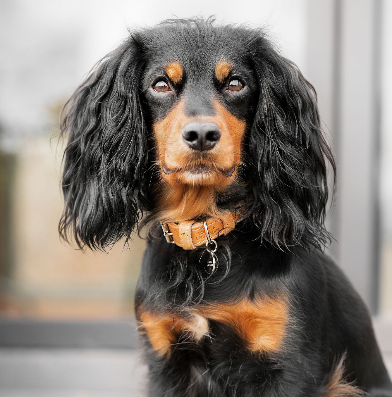 Discover dog walking luxury with our handcrafted Italian dog collar in beautiful sandstone with woven sand fabric! The perfect collar for dogs available now at Lords & Labradors US