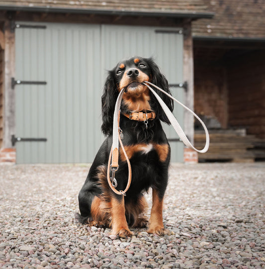 Discover dog walking luxury with our handcrafted Italian dog collar in beautiful essentials twill cream linen with cream fabric! The perfect collar for dogs available now at Lords & Labradors US