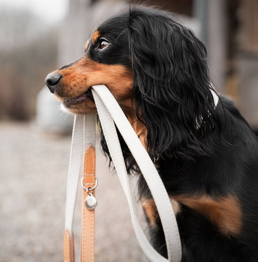 Discover dog walking luxury with our handcrafted Italian dog leash in beautiful essentials twill cream linen with cream fabric! The perfect leash for dogs available now at Lords & Labradors US