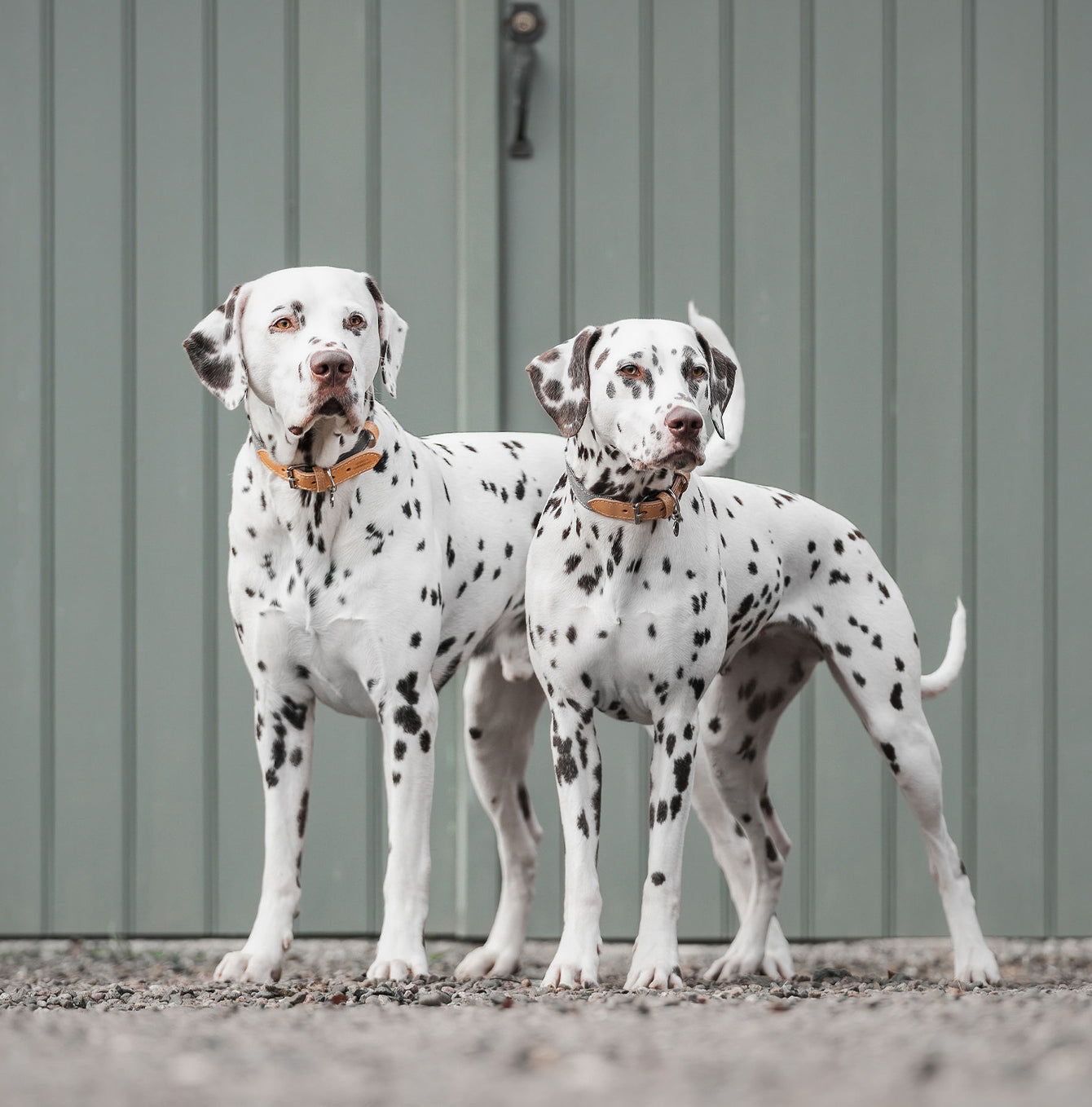 Discover dog walking luxury with our handcrafted Italian dog collar in beautiful essentials twill grey slate with grey fabric! The perfect collar for dogs available now at Lords & Labradors US