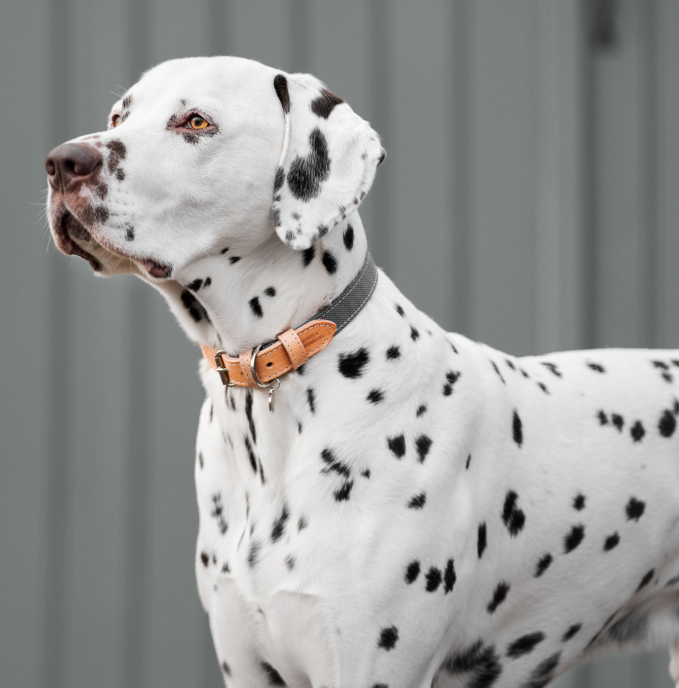 Discover dog walking luxury with our handcrafted Italian dog collar in beautiful essentials twill grey slate with grey fabric! The perfect collar for dogs available now at Lords & Labradors US