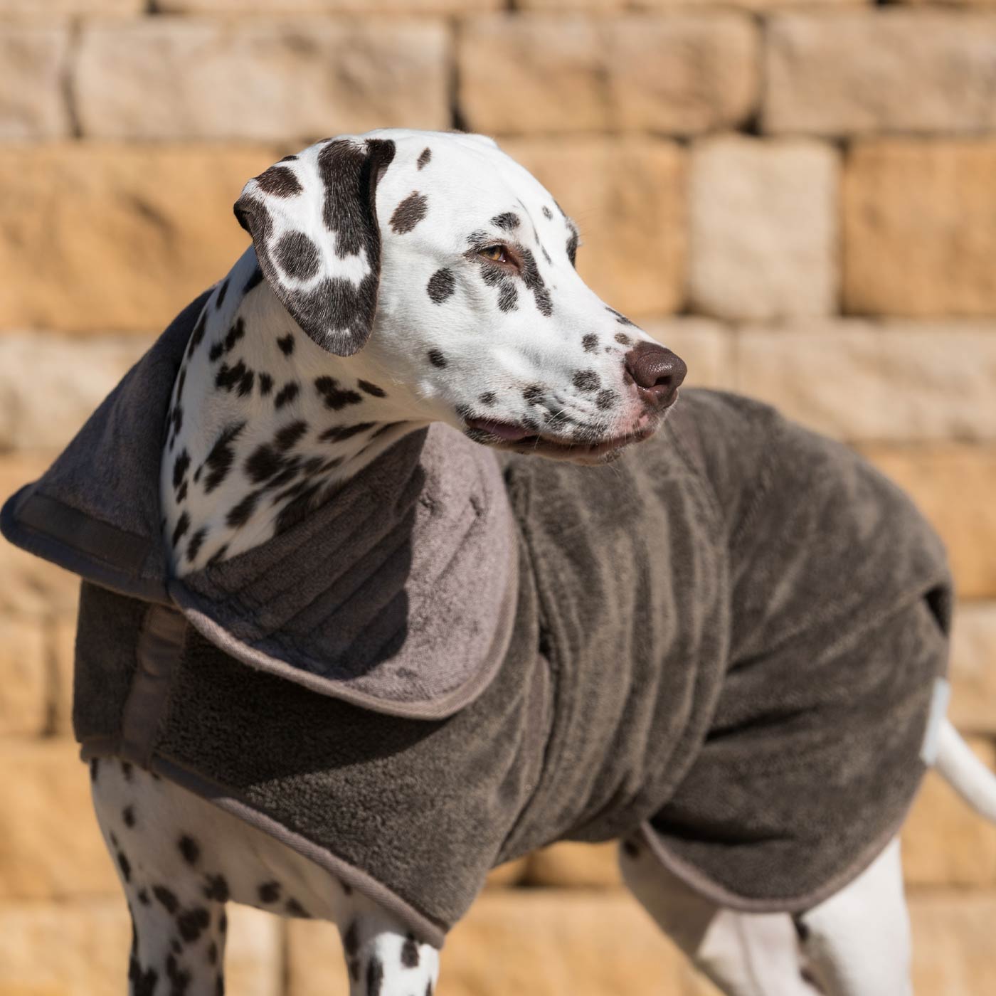 Discover the perfect dog drying with our bamboo dog drying coat in Mole (Brown) The ideal choice for pet drying after walking and bath-time. Made using luxurious bamboo to aid sensitive skin! Available to personalize now at Lords & Labradors US, in 5 sizes and 4 beautiful colors!