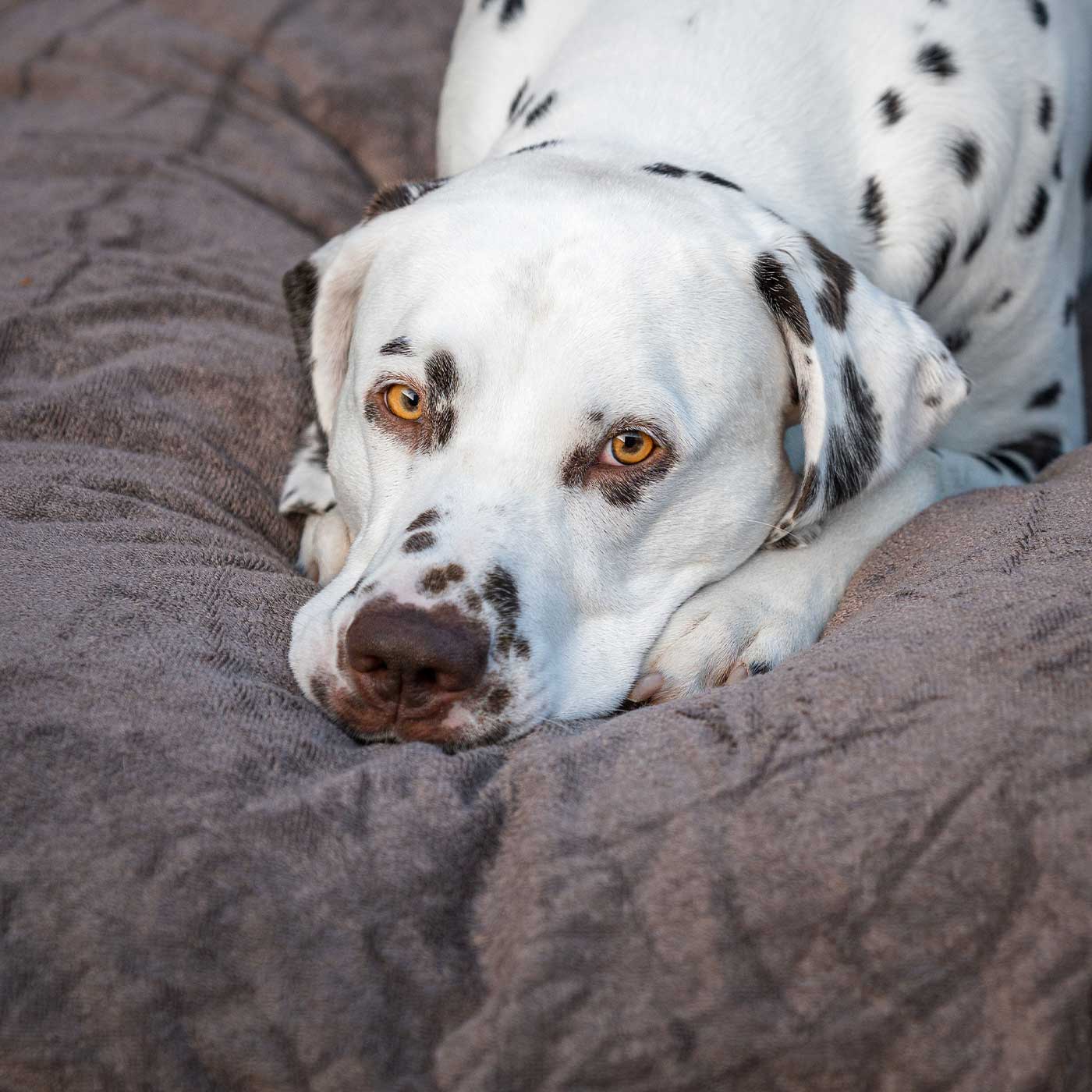 Introducing the ultimate bamboo dog drying cushion cover in beautiful Mole (Brown), made from luxurious bamboo to aid sensitive skin featuring elasticated hem for a snug fit with super absorbent material for easy pet drying! Available now at Lords & Labradors In three sizes and four colors to suit all breeds!