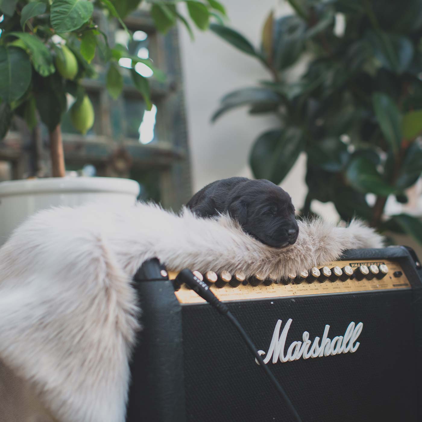 Lords and Labradors reindeer blanket with Labrador puppy on guitar amp