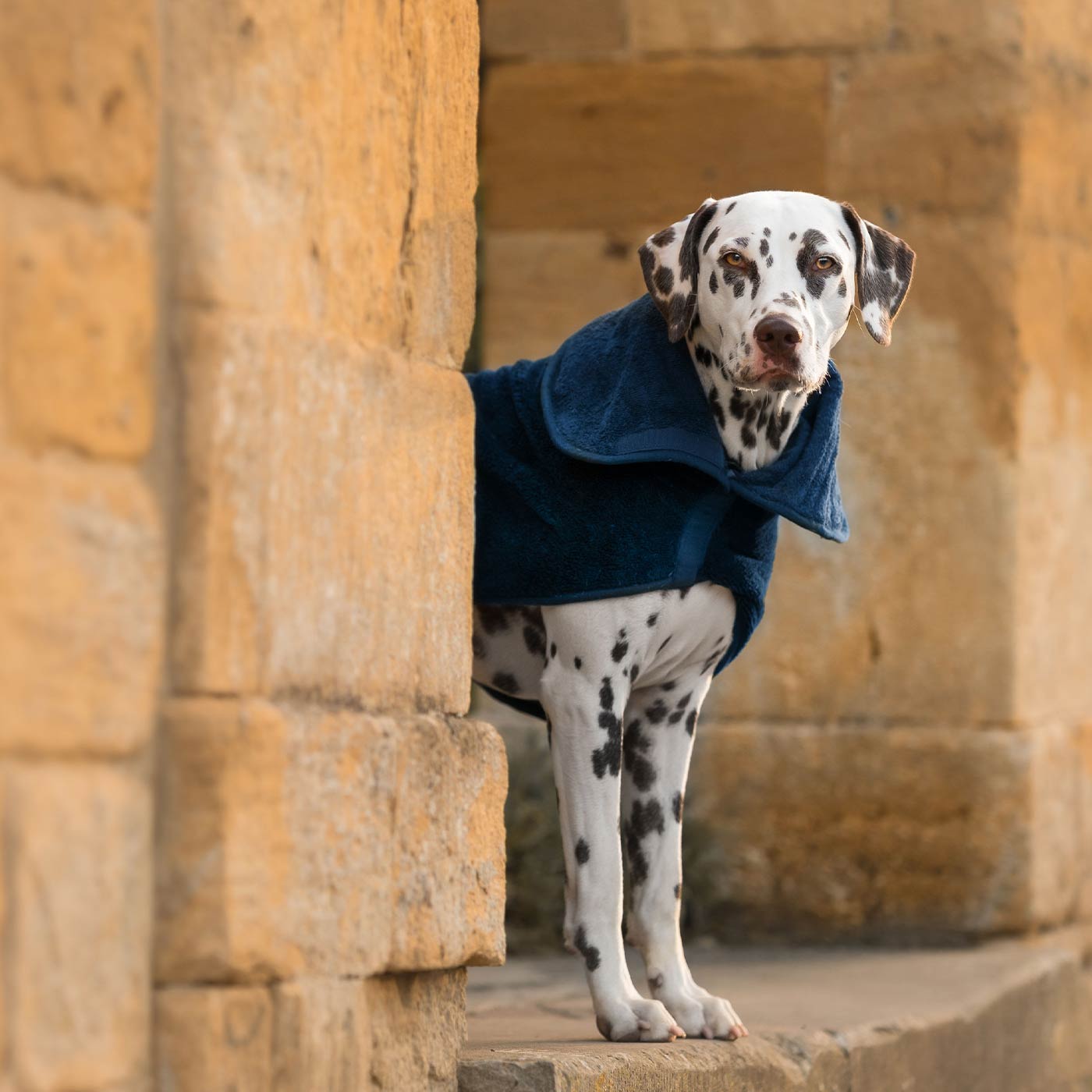 Discover the perfect dog drying with our bamboo dog drying coat in Navy The ideal choice for pet drying after walking and bath-time. Made using luxurious bamboo to aid sensitive skin! Available to personalize now at Lords & Labradors US, in 5 sizes and 4 beautiful colors