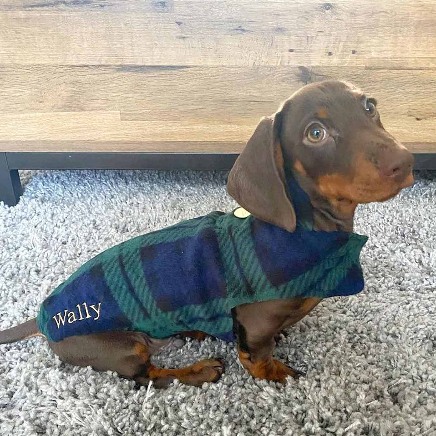 Miniature Dachshund Fleece Dog Coat | Lords & Labradors US