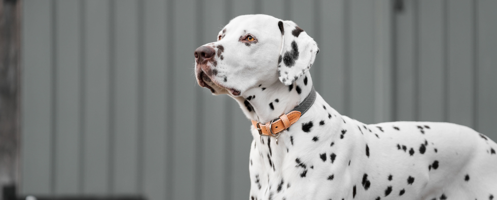Dalmatian wearing a grey dog collar