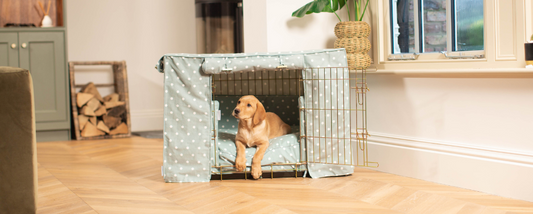 Labrador puppy in a dog cage with blue spotty bedding