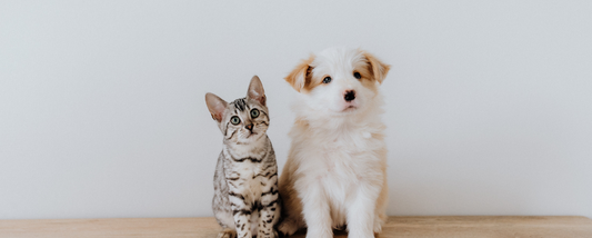 My Cat And Dog Don't Get Along! - How To Introduce Your Cat And Dog