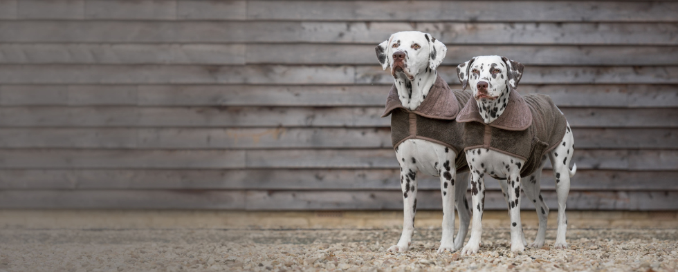 Two dalmatians wearing bamboo drying coats