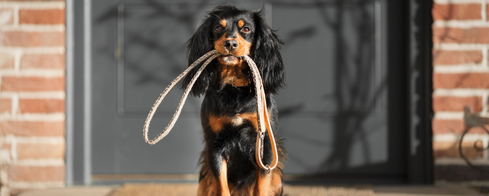 Spaniel on a walk holding a lead in its mouth