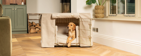 Should I Use A Dog Cage Or A Dog Bed?