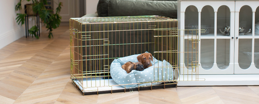 How Old Should You Cage Train A Puppy