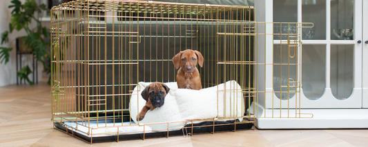 Ridgeback puppies in a dog cage
