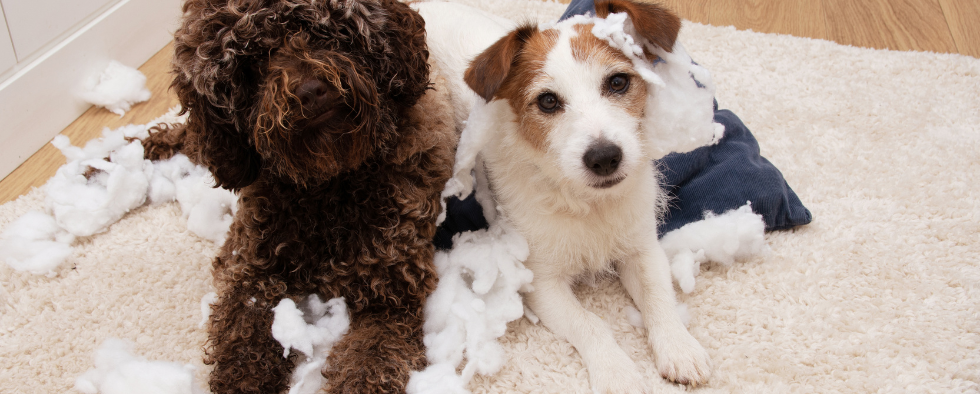 Why Is My Dog Destroying Their Bed?