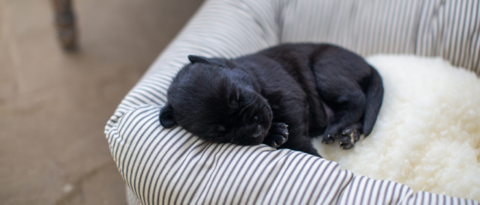 5 Top Tips For Bringing A New Puppy Home