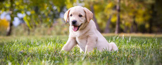 Everything you need for your Labrador Retriever puppy