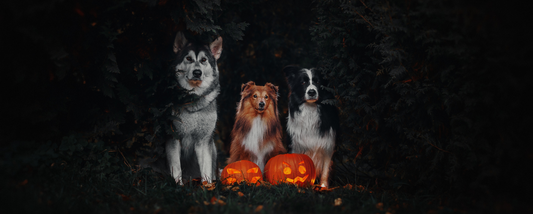 What Toxic Foods To AVOID For Your Dog This Halloween