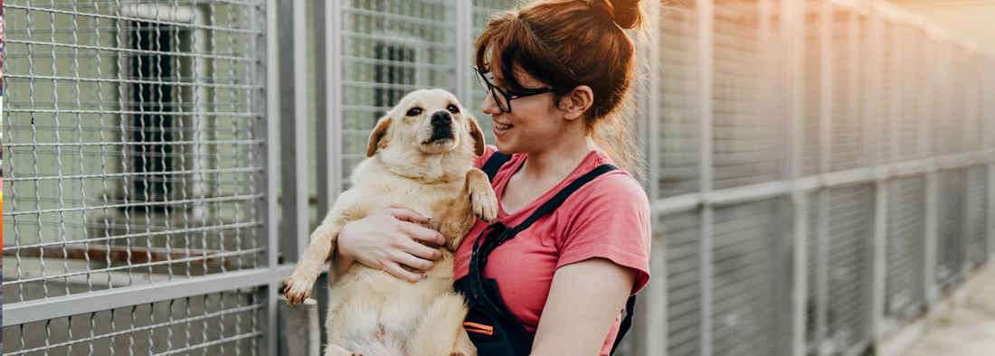 Should You Get a Dog From a Breeder or a Rescue?