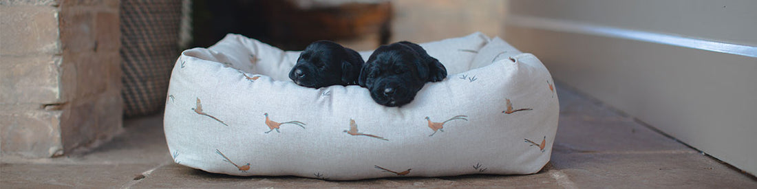 Labradors Puppies in a Cosy and Calm Woodlands Puppy Bed