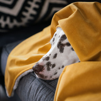 Dog & Puppy Blanket in Saffron Velvet By Lords & Labradors