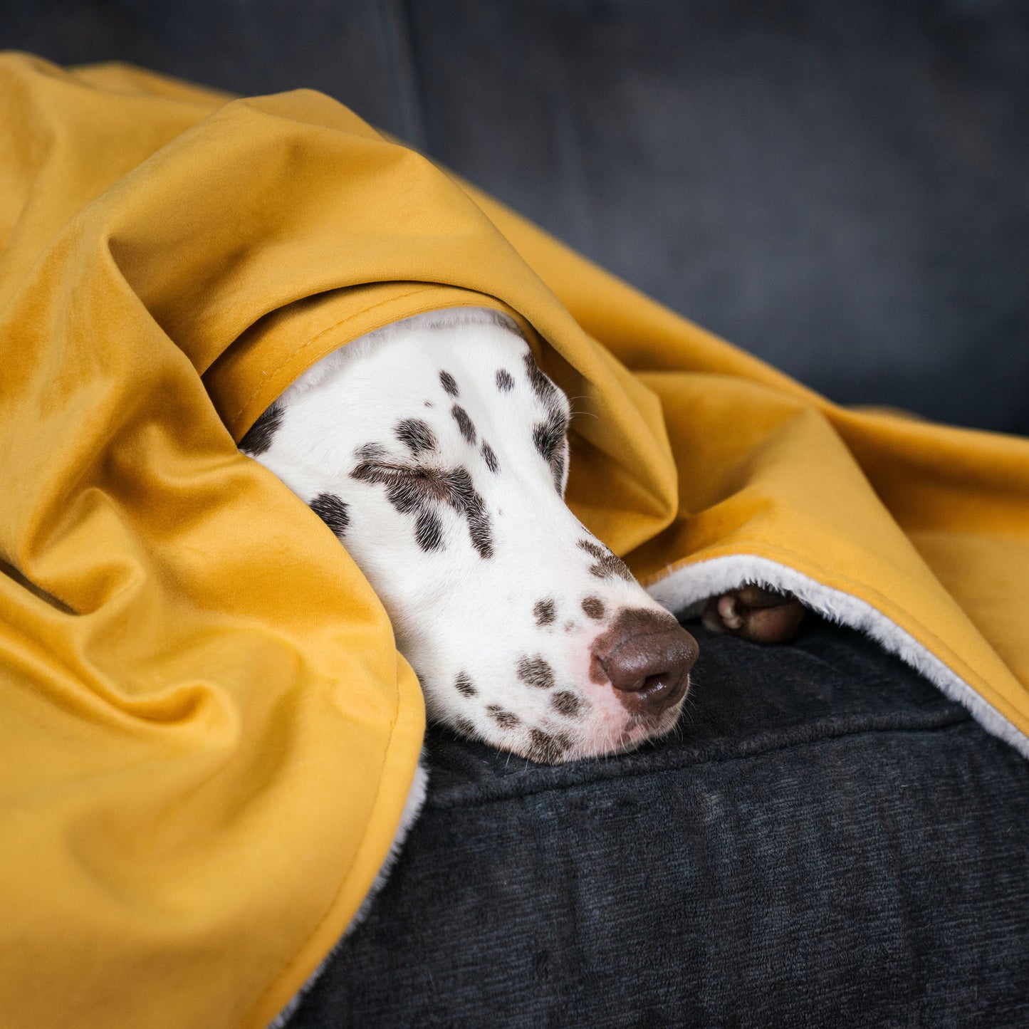 Dog & Puppy Blanket in Saffron Velvet By Lords & Labradors