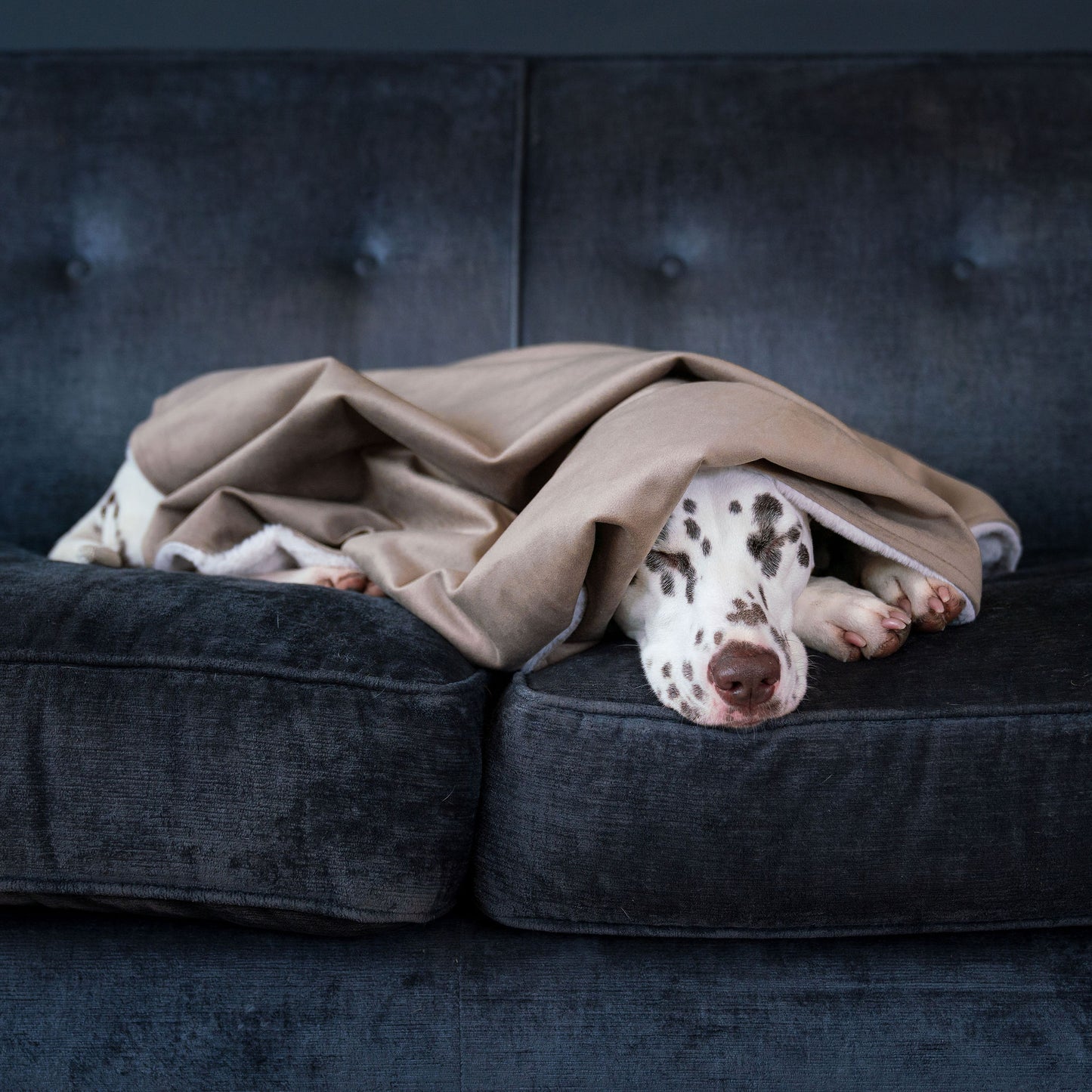 Dog & Puppy Blanket in Clay Velvet By Lords & Labradors