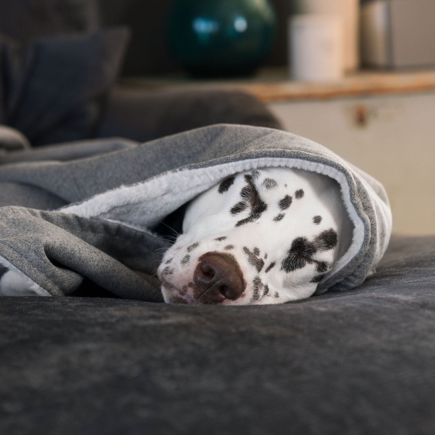 Discover The Perfect Blanket For Dogs! Help Delve Into a Cosy Burrow After Walks, Bath-Time or a Lazy Day Indoors! With Our Inchmurrin Dog Blanket In Stunning Dark Grey Ground! Available To Personalise Now at Lords & Labradors 