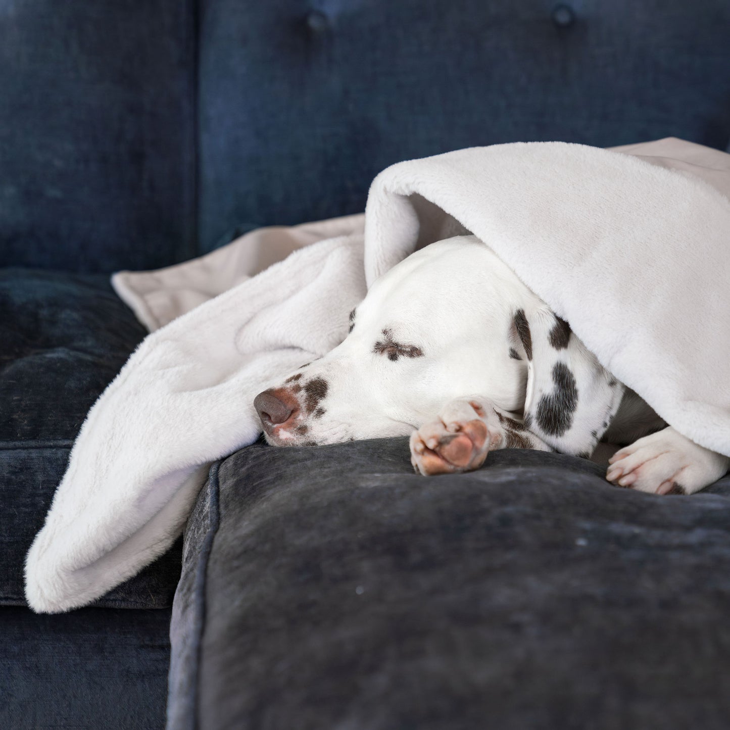 Dog & Puppy Blanket in Oyster Velvet By Lords & Labradors