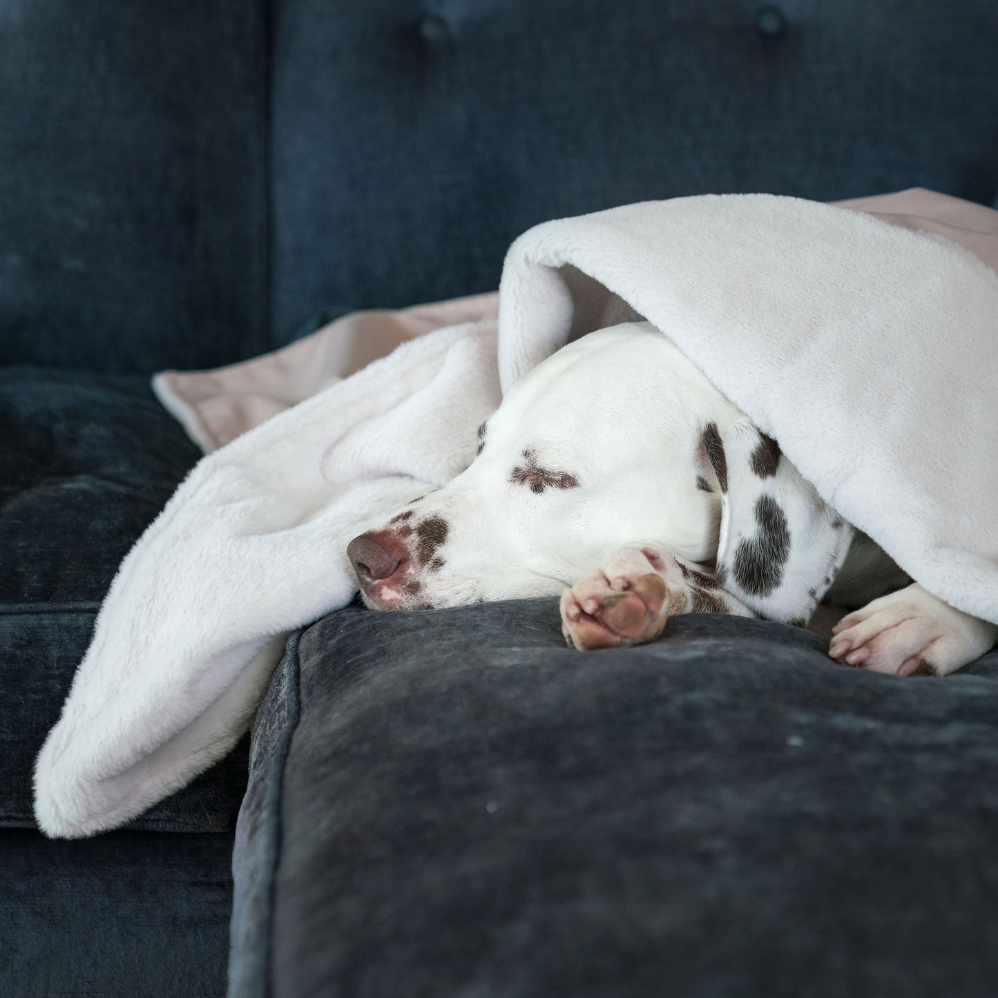 Dog & Puppy Blanket in Oyster Velvet By Lords & Labradors