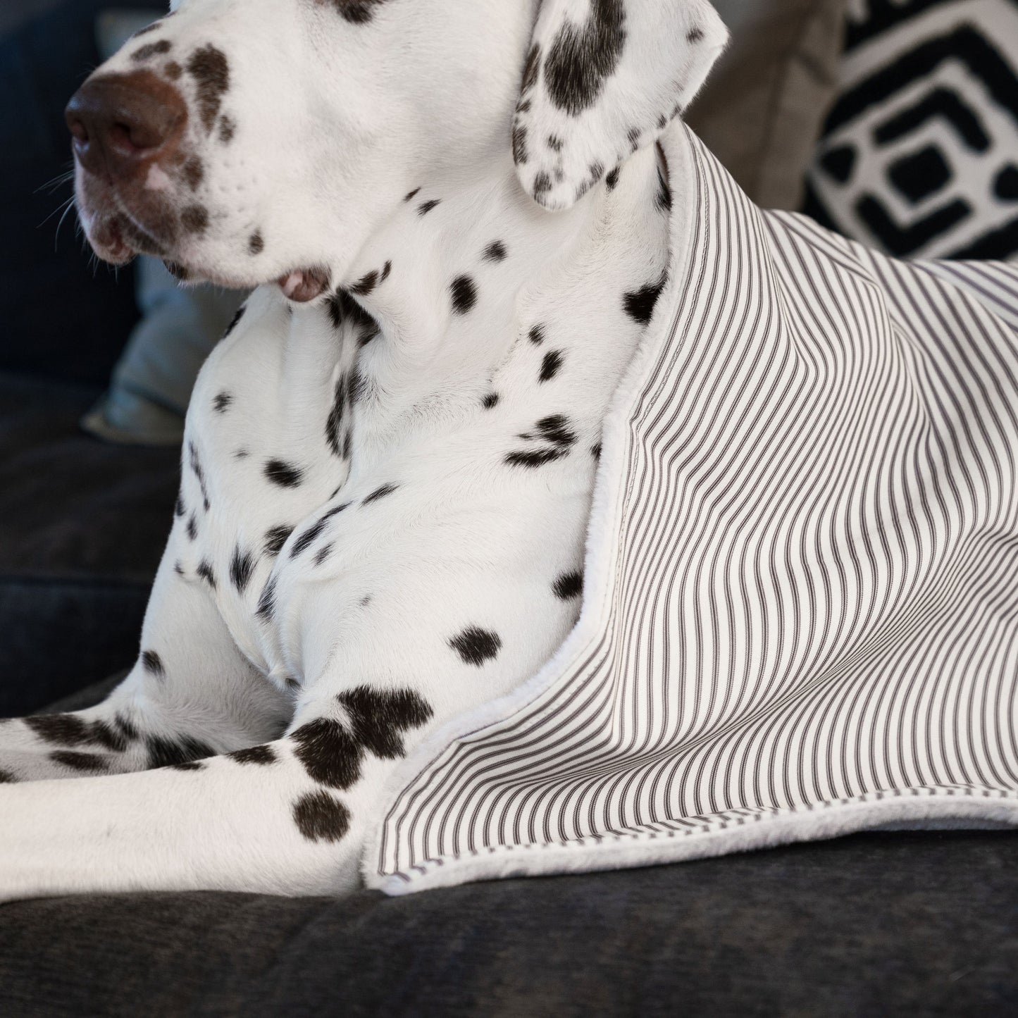 Discover Our Luxurious Dog Blanket In Stunning Regency Stripe, The Perfect Blanket For Puppies, Available To Personalize And In 2 Sizes Here at Lords & Labradors US