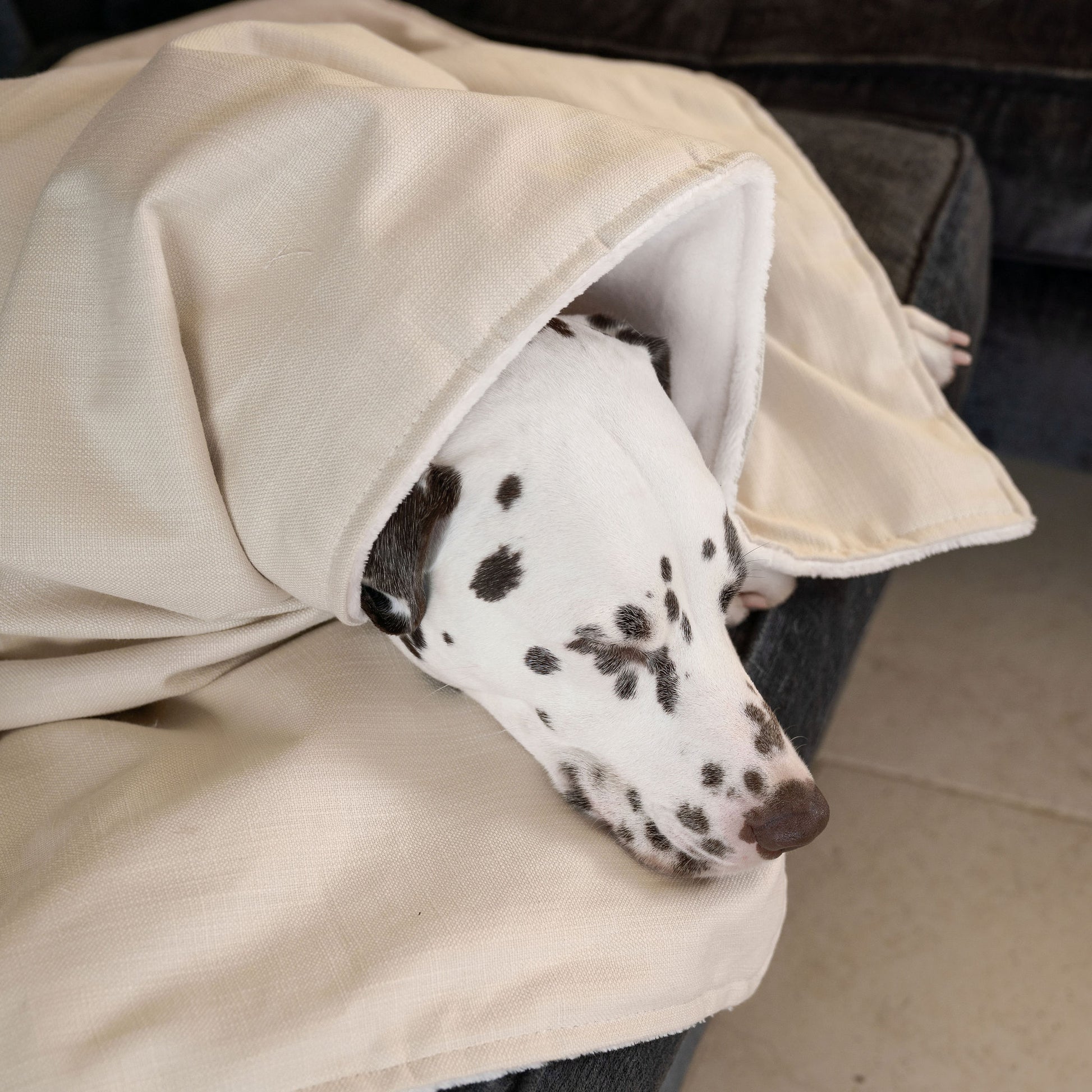 Discover Our Luxurious Savanna Bone Dog Blanket With Super Soft Sherpa & Teddy Fleece, The Perfect Blanket For Puppies, Available To Personalize And In 2 Sizes Here at Lords & Labradors US