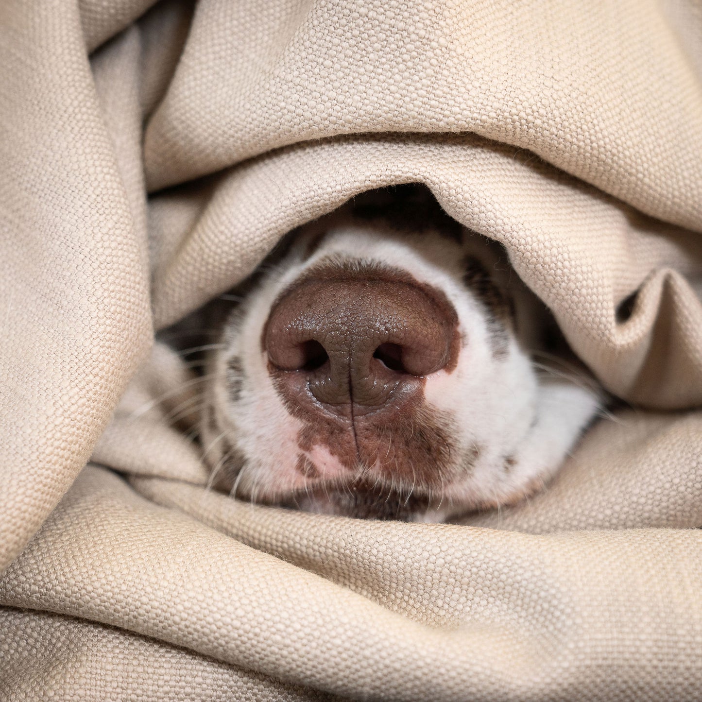 Discover Our Luxurious Savanna Bone Dog Blanket With Super Soft Sherpa & Teddy Fleece, The Perfect Blanket For Puppies, Available To Personalize And In 2 Sizes Here at Lords & Labradors US