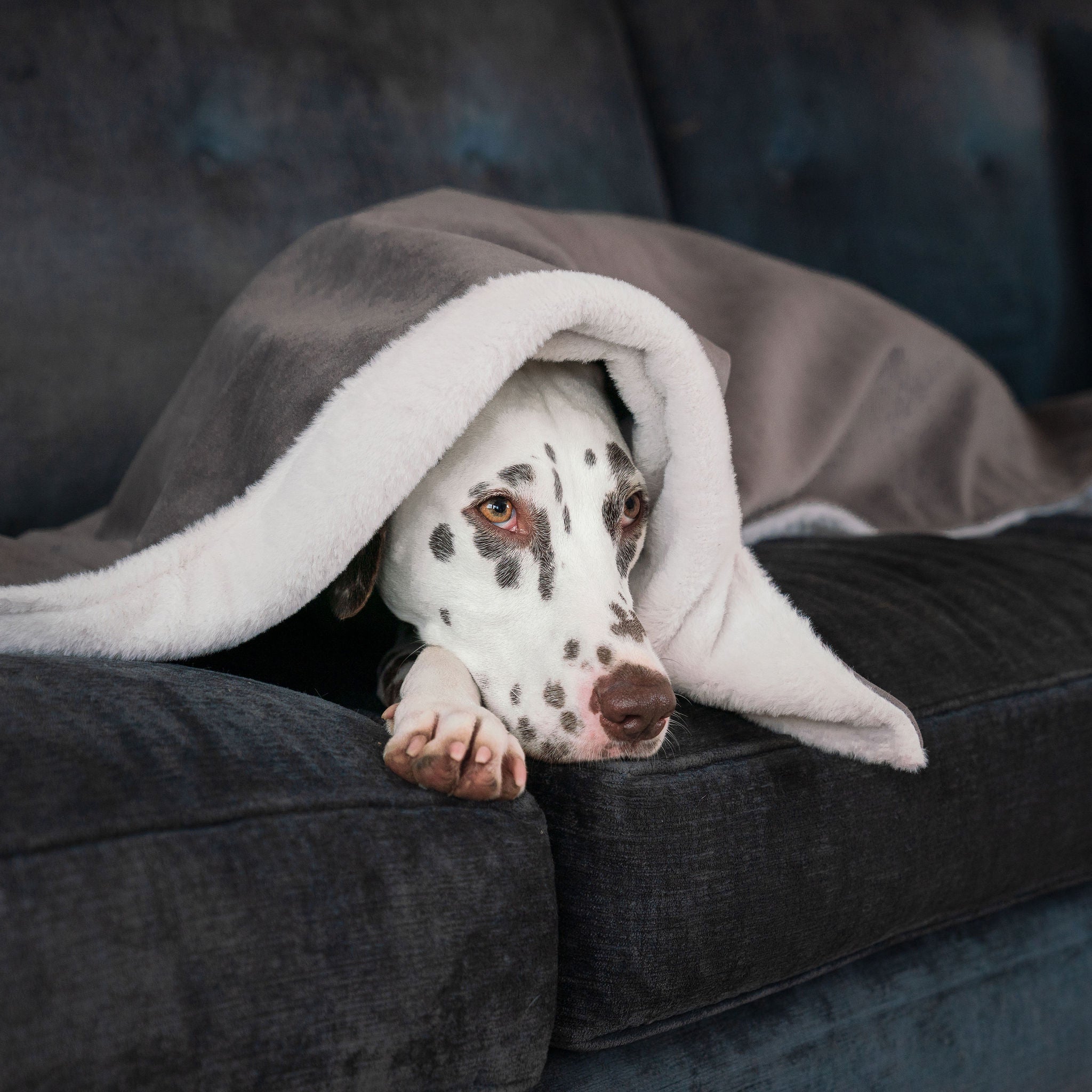 Dog Puppy Blanket in Silt Velvet By Lords Labradors