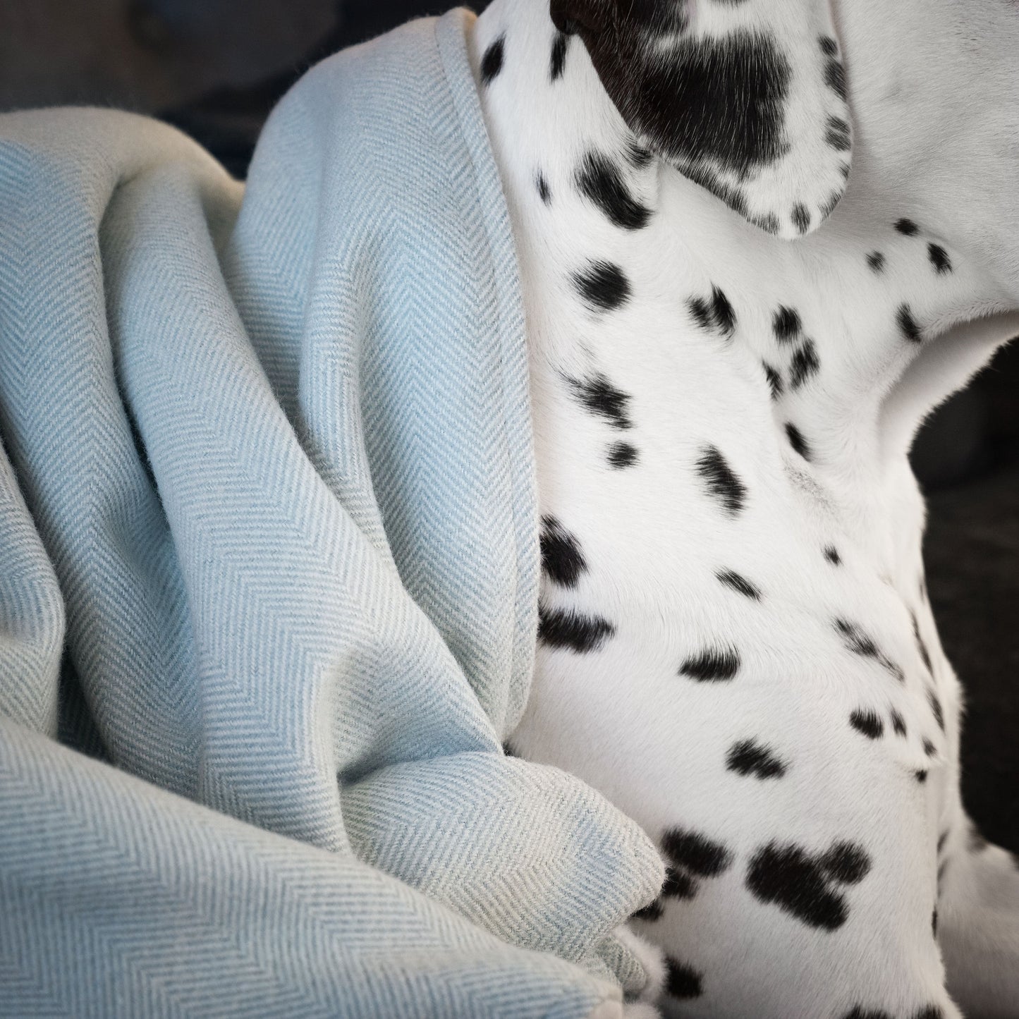 Discover Our Luxurious Duck Egg Herringbone Tweed Dog Blanket With Super Soft Sherpa & Teddy Fleece, The Perfect Blanket For Puppies, Available To Personalize And In 2 Sizes Here at Lords & Labradors US