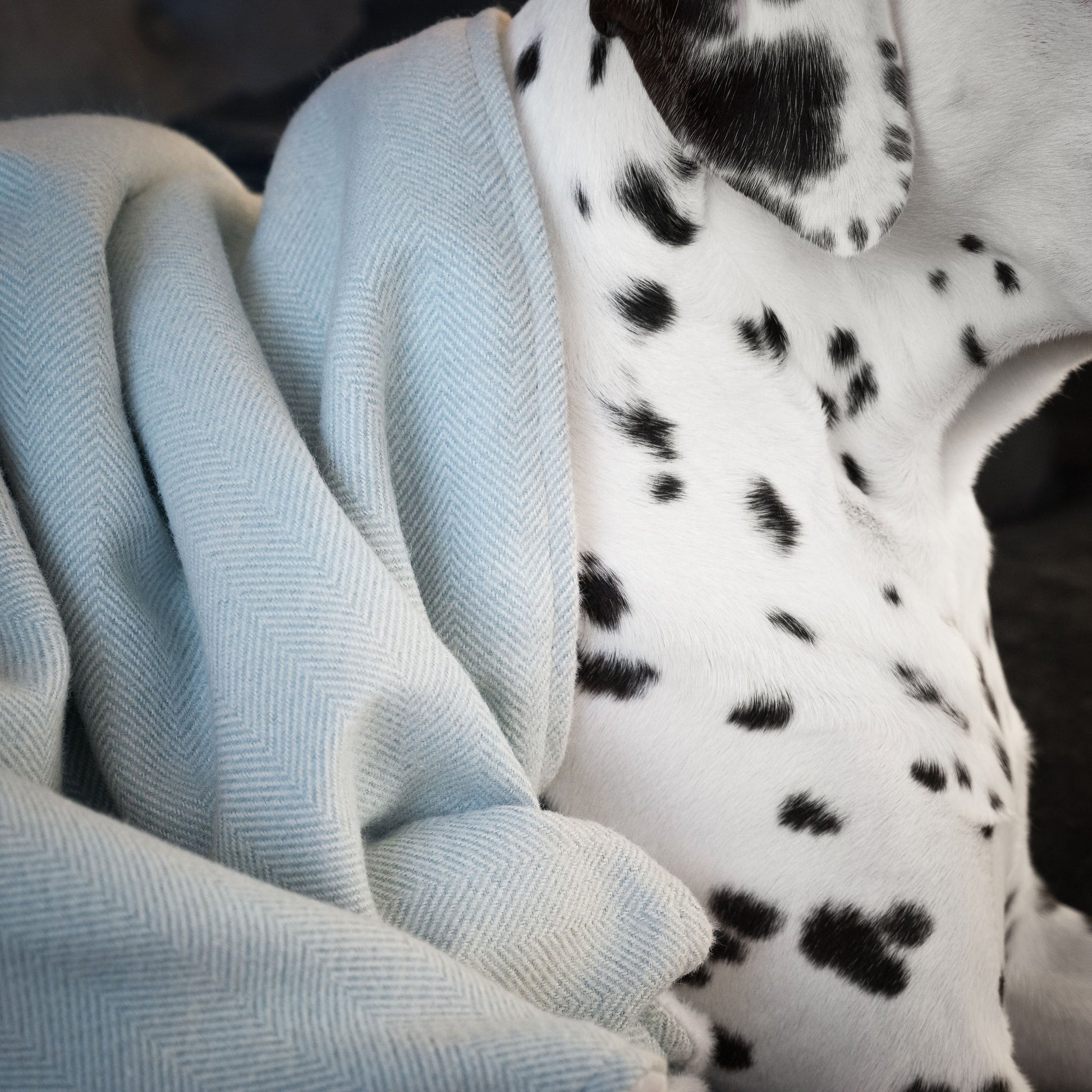 Discover Our Luxurious Duck Egg Herringbone Tweed Dog Blanket With Super Soft Sherpa & Teddy Fleece, The Perfect Blanket For Puppies, Available To Personalize And In 2 Sizes Here at Lords & Labradors US