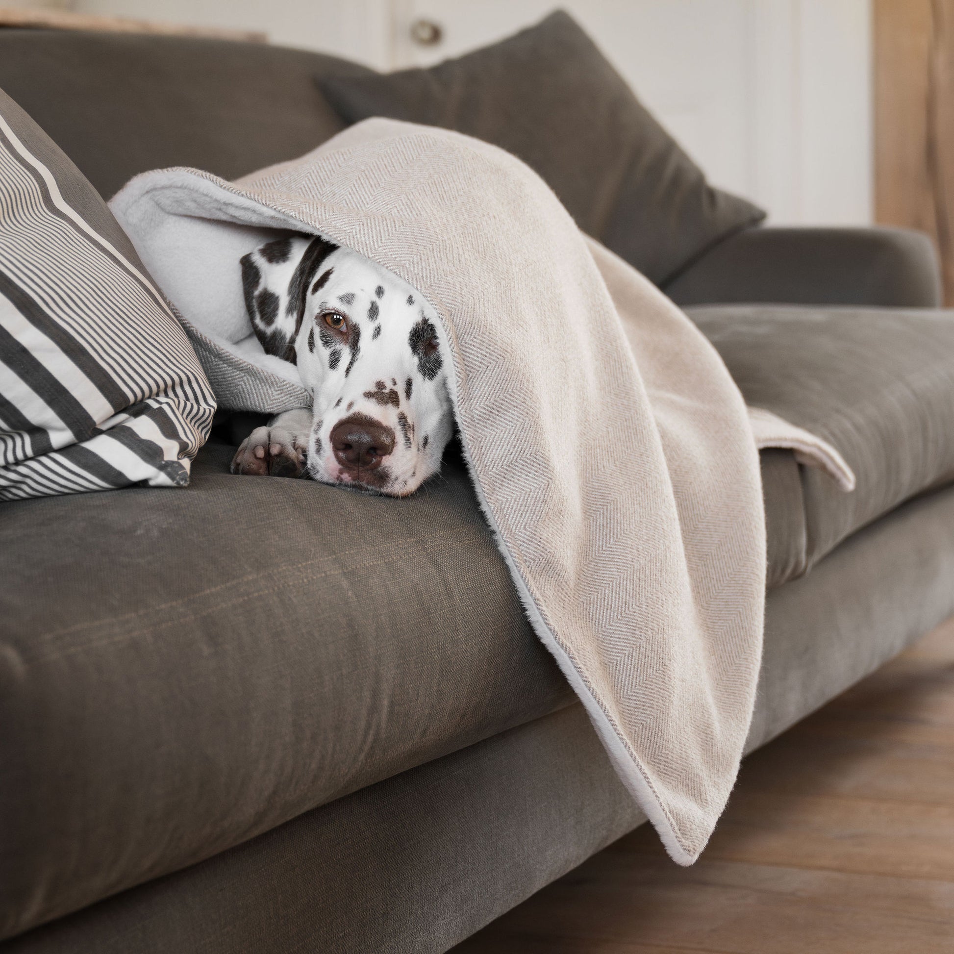 Discover Our Luxurious Natural Herringbone Tweed Dog Blanket With Super Soft Sherpa & Teddy Fleece, The Perfect Blanket For Puppies, Available To Personalize And In 2 Sizes Here at Lords & Labradors US